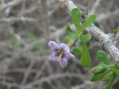 Lycium schweinfurthii, photographed by Daniel Cahen