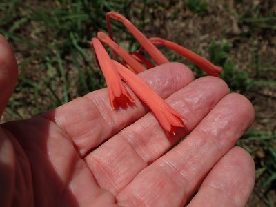Cyrtanthus tuckii, photographed by Peter Warren