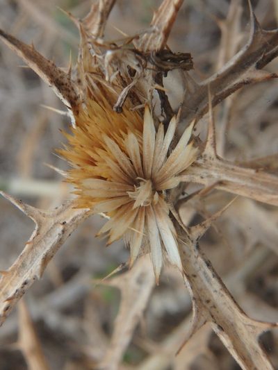 Carthamus tenuis, photographed by Daniel Cahen