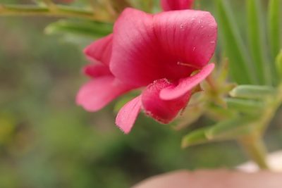 Indigofera hilaris, photographed by Peter Warren