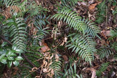 Plagiogyria japonica, photographed by harum.koh