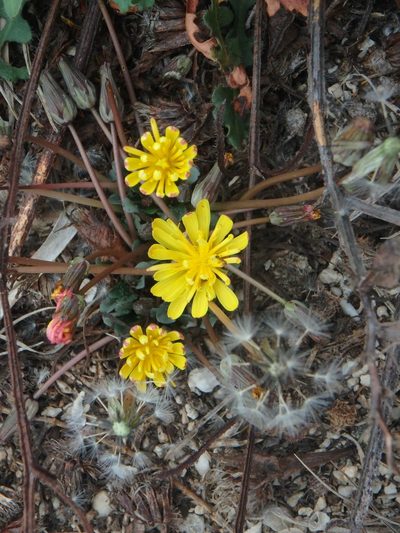 Taraxacum aphrogenes, photographed by Daniel Cahen