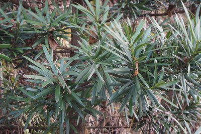 Podocarpus macrophyllus, photographed by harum.koh