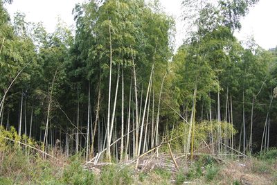 Phyllostachys edulis, photographed by harum.koh