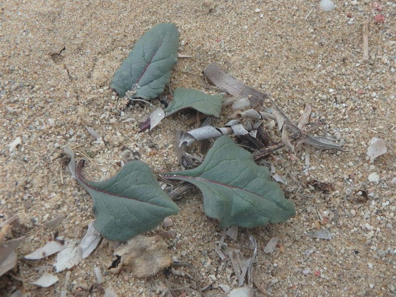 Centaurea aegialophila, photographed by Daniel Cahen