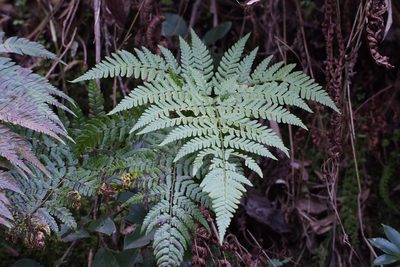 Tectaria stearnsii, photographed by harum.koh