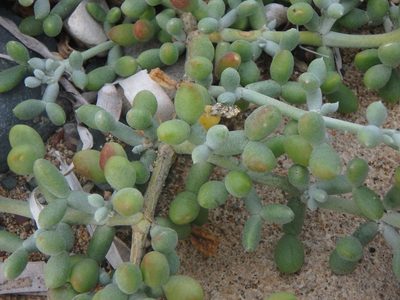 Zygophyllum album, photographed by Daniel Cahen