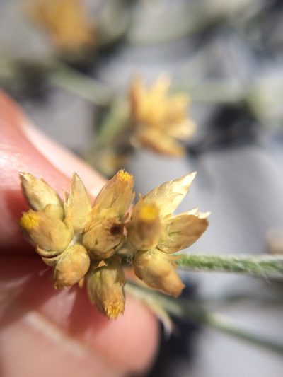 Pseudognaphalium roseum, photographed by Carlos Martorell