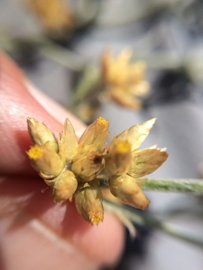 Pseudognaphalium roseum, photographed by Carlos Martorell