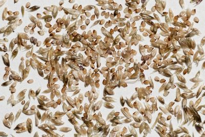 Sporobolus flexuosus, photographed by Cecelia Alexander