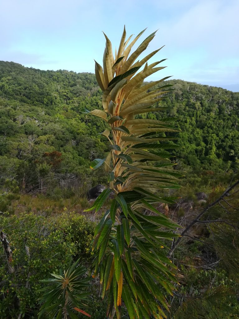 Astrotricha pterocarpa, photographed by Julien Renoult