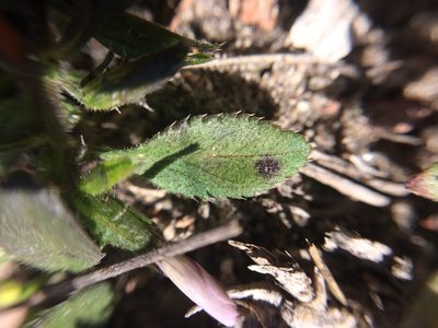 Loeselia glandulosa, photographed by Carlos Martorell