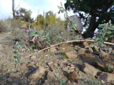 Symphoricarpos longiflorus, photographed by Logan J.L. Bradley