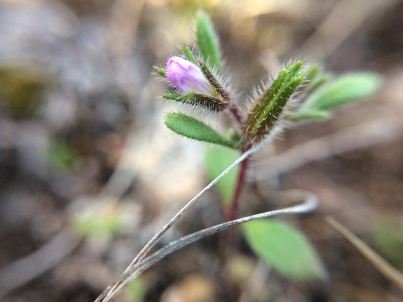 Nama dichotoma, photographed by Carlos Martorell