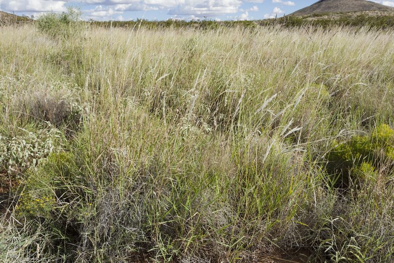 Digitaria californica, photographed by Cecelia Alexander