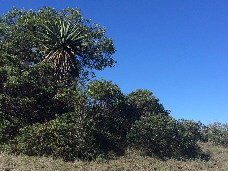 Furcraea longaeva, photographed by Carlos Martorell
