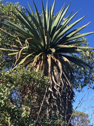 Furcraea longaeva, photographed by Carlos Martorell