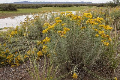 Isocoma pluriflora, photographed by Cecelia Alexander