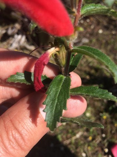 Lamourouxia nelsonii, photographed by Carlos Martorell