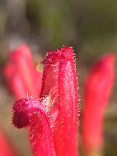 Lamourouxia nelsonii, photographed by Carlos Martorell
