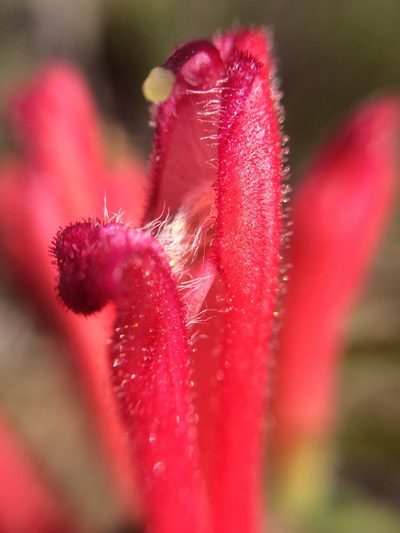 Lamourouxia nelsonii, photographed by Carlos Martorell