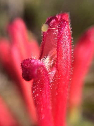 Lamourouxia nelsonii, photographed by Carlos Martorell