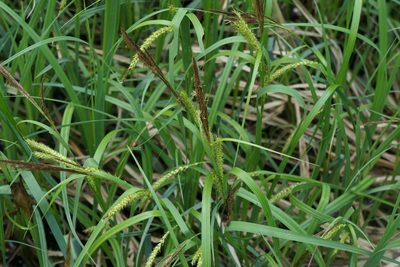 Carex hyalinolepis, photographed by Henggang Cui