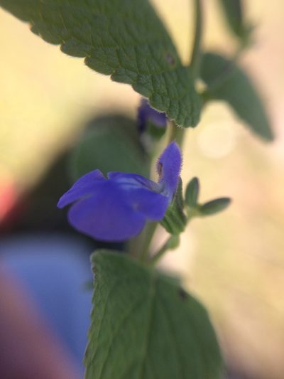 Salvia leptostachys, photographed by Carlos Martorell