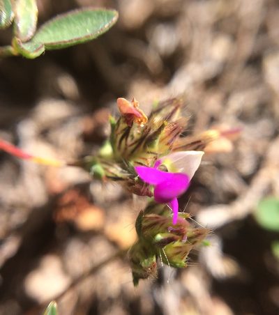 Dalea humilis, photographed by Carlos Martorell
