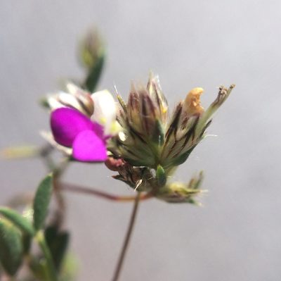 Dalea humilis, photographed by Carlos Martorell