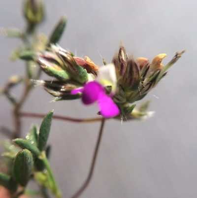 Dalea humilis, photographed by Carlos Martorell