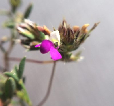 Dalea humilis, photographed by Carlos Martorell