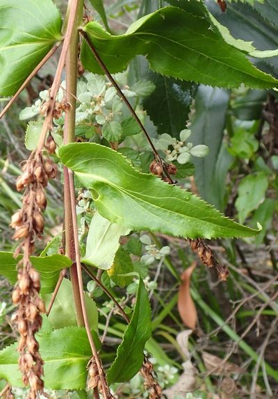 Veronica derwentiana, photographed by corunastylis