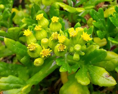 Senecio sterquilinus, photographed by Peter de Lange