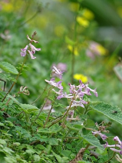 Corydalis decumbens, photographed by 葉子