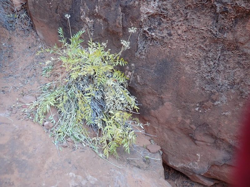 Lomatium latilobum, photographed by John Brew