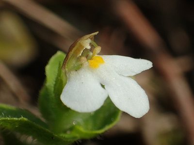 Yamazakia pusilla, photographed by 葉子