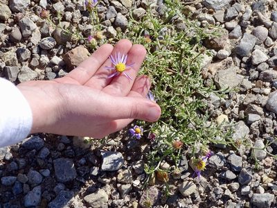 Leucosyris parviflora, photographed by CK2AZ