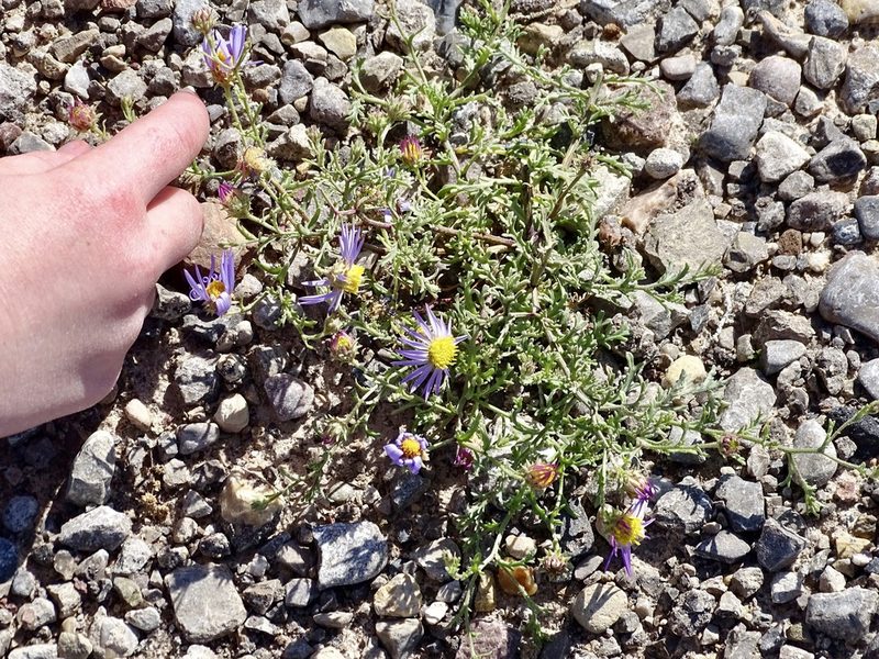 Leucosyris parviflora, photographed by CK2AZ