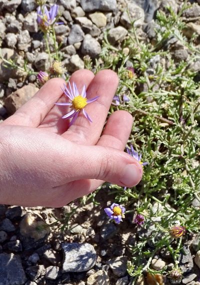 Leucosyris parviflora, photographed by CK2AZ