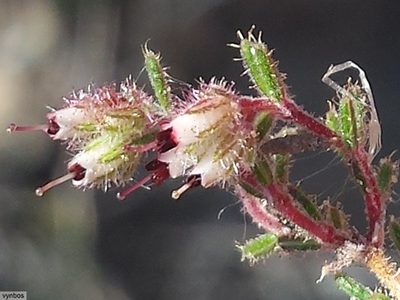 Erica arachnocalyx, photographed by Chris Vynbos