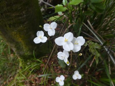 Libertia grandiflora, photographed by Doug Miller