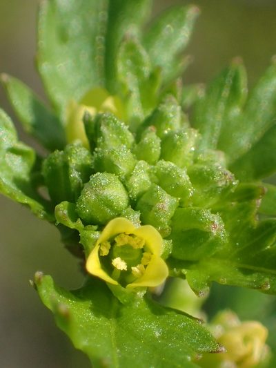 Rorippa cantoniensis, photographed by 葉子
