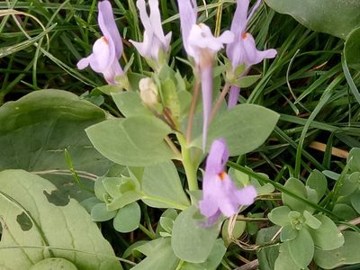 Linaria reflexa, photographed by Karim Haddad