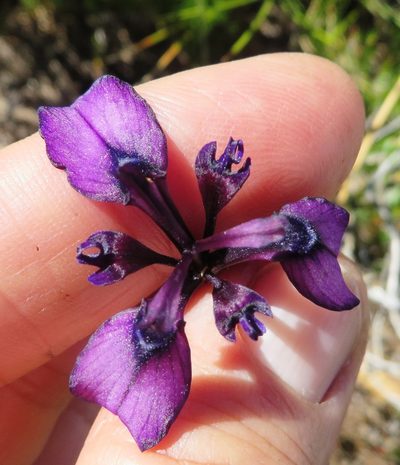 Moraea incurva, photographed by linkie