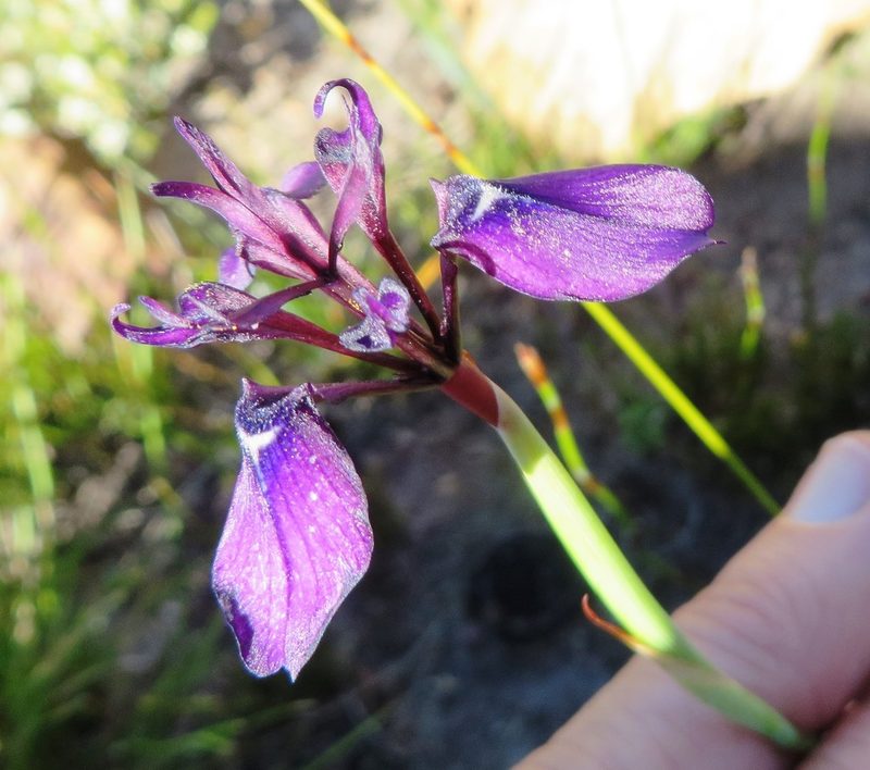 Moraea incurva, photographed by linkie