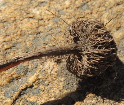 Moraea incurva, photographed by linkie