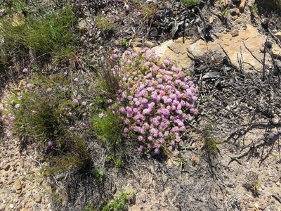 Agathosma marlothii, photographed by linkie