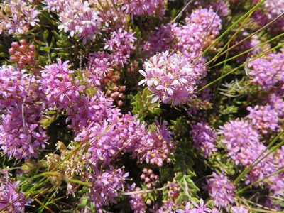 Agathosma marlothii, photographed by linkie