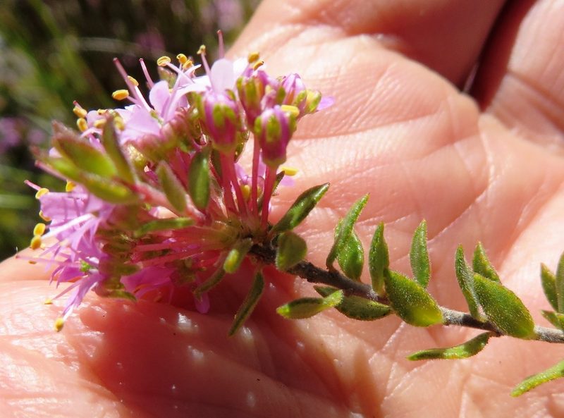 Agathosma marlothii, photographed by linkie
